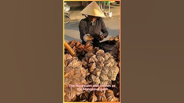Extracting fruit from the Nipa Palm or Mangrove Palm