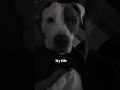 #doggy #puppy #dogshorts #dogsofyoutube