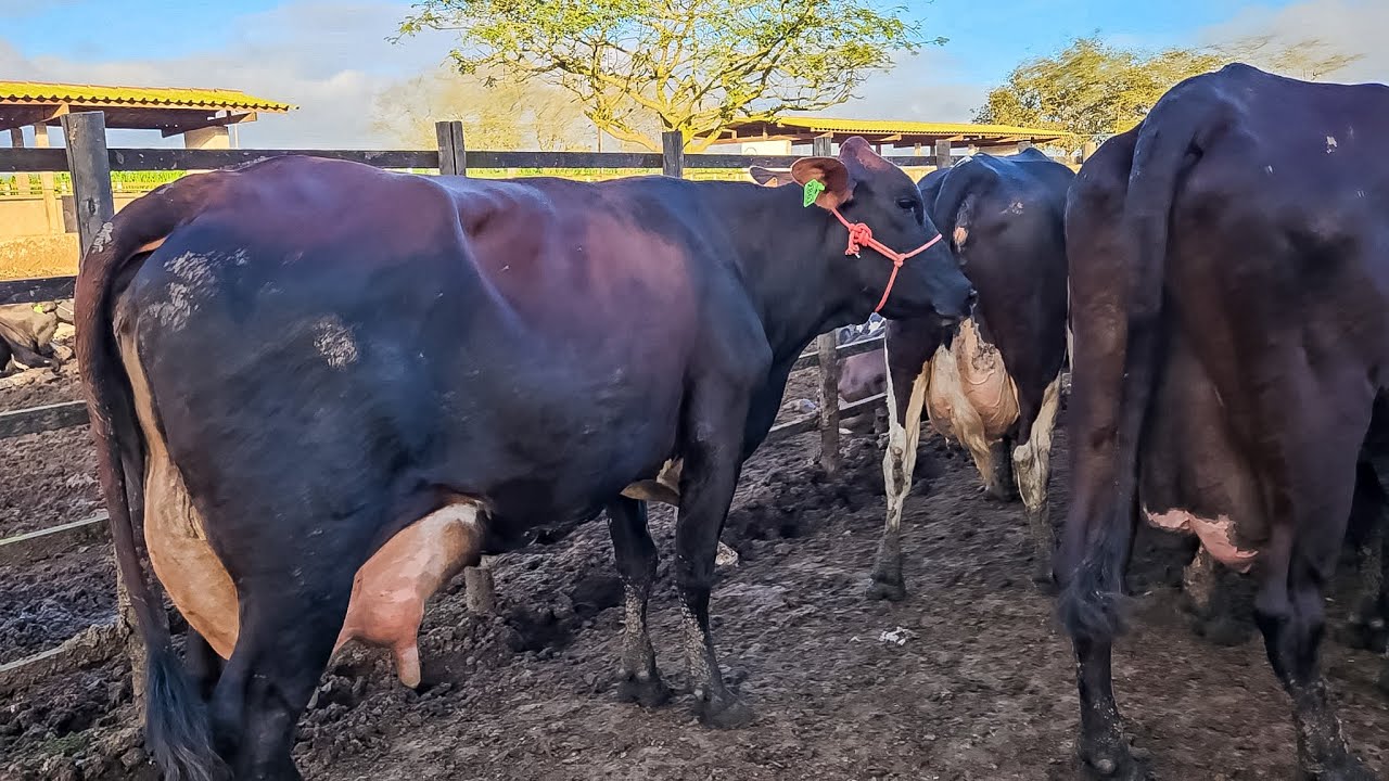 VACAS DE 35 KG DE LEITE POR DIA EM DUAS TIRADAS - FAZENDA ZÉ DE DANDA!