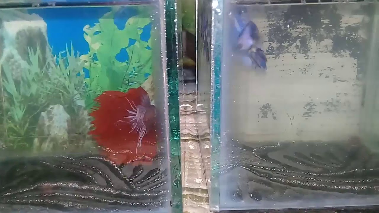 Ikan cupang hafmon juara kontes