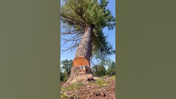 The loggers failed operation #satisfying #tree #asmr #oddlysatisfying #fyp