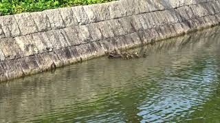 20200609２組のカルガモ親子の遭遇②