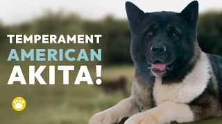 Watch This Before Dealing With American Akita Dog Temperament