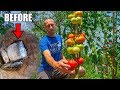 What Happens When You Bury A Fish Under A Tomato Plant? THE RESULTS!!!