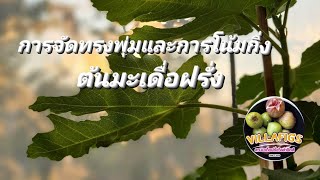 Villafigs EP.82 การจัดทรงพุ่มและการโน้มกิ่ง #ต้นมะเดื่อฝรั่ง #fig #figtree #villafigs