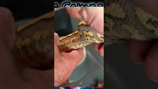 DESERT GHOST JUST CANT WIN in this Ball Python Morph Combo! #ballpythonmorph #geneticmutation #Fangs