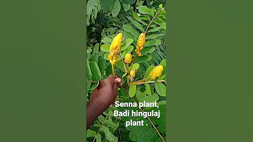 Senna Plant Badi Hingulaj Plant Markandi Medicinal Plant 
