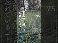 ep075｜実家の片付けで忘れているコト
