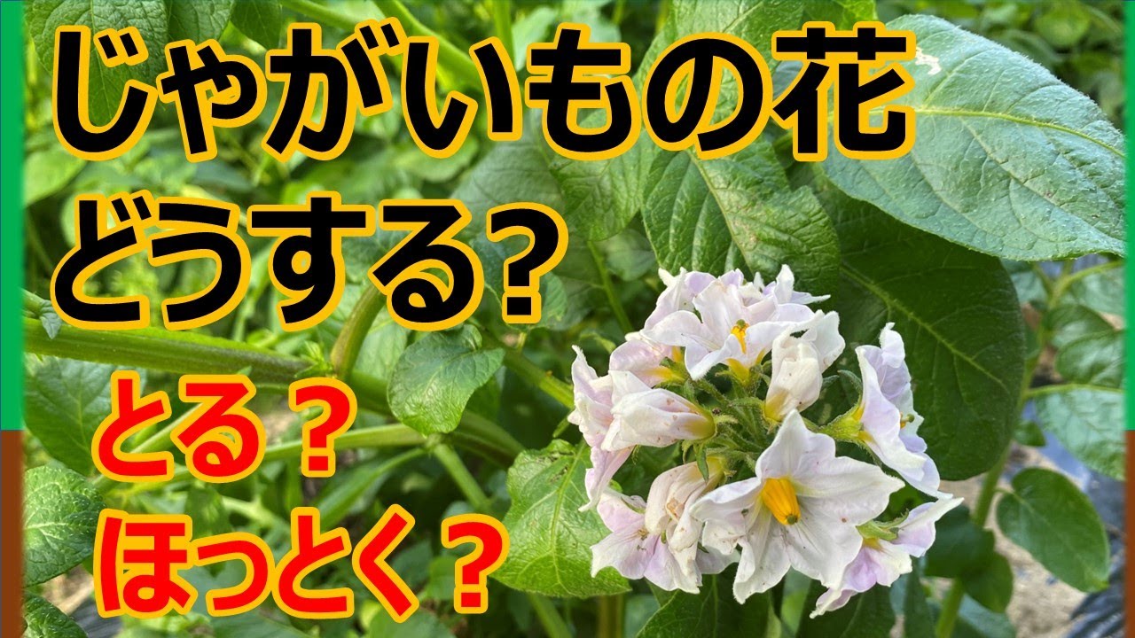 じゃがいも栽培 じゃがいもの花 どうする とってしまう ほっとく Youtube