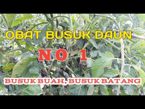 Video: Cara Mengobati Busuk Hujan pada Kuda