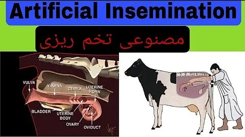 ARTIFICIAL INSEMINATION IN COW||BUFFALO||ADVANTAGE||DISADVANTAGE||AM||PM RULE||BY DR RIZWAN JAMAL