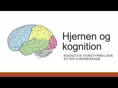 Hjernen og kognition