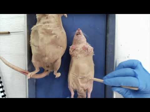 Vidéo: Pourquoi Les Chercheurs Utilisent Des Rats Pour Déterminer S'il Existe Un Lien Entre La RV Et La Démence