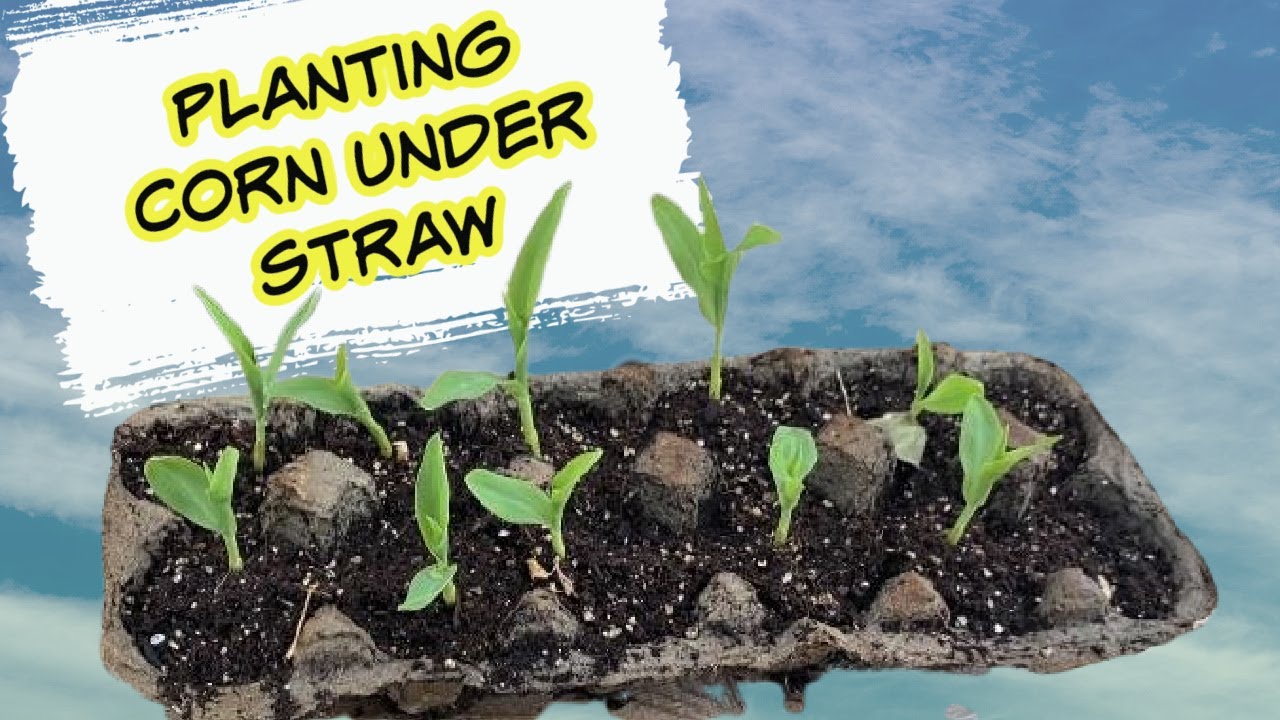 Planting Sweet Corn Under Straw Ruth Stout Method YouTube