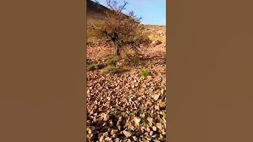 253* ماتيسر من سورة يوسف #إسلام صبحي#