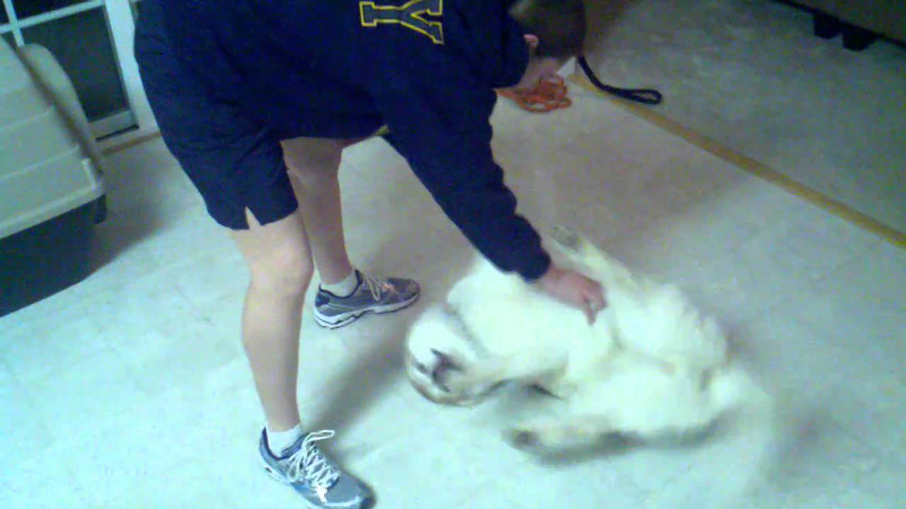 Siberian Husky Welcome Home