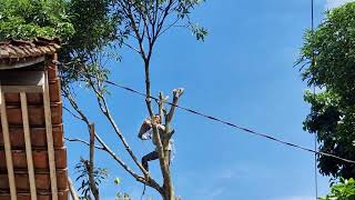 Extreme Logging: A Compilation of Tree Felling with a Chainsaw