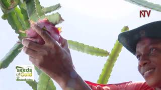 How to grow and profit from Dragon fruit (Part 2 ) | SEEDS OF GOLD