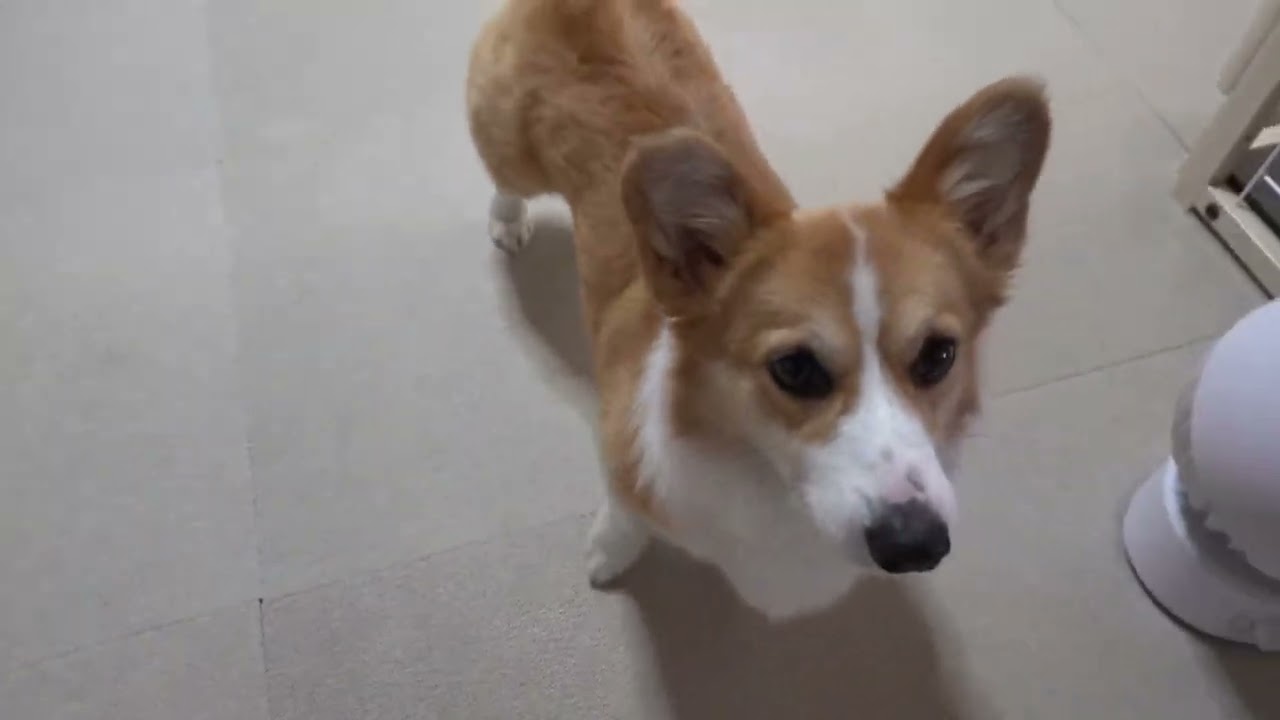 リクとまいは、それぞれお気に入りのおもちゃ