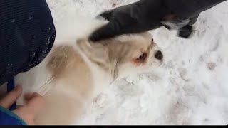 Пекинес-порода любящая снег!/Фео пора покупать шлейку!/Семейная порода собаки...) Пекинес-порода любящая снег!/Фео пора покупать шлейку!/Семейная порода собаки...)