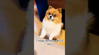 I Keep Thinking About You 🥺🐶💕