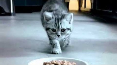 Whiskas Junior Kitten Dry Food Unboxing