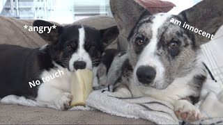 She is So Cute Till He Tries to Get Her Bone...