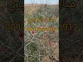 الارطى او العبل 