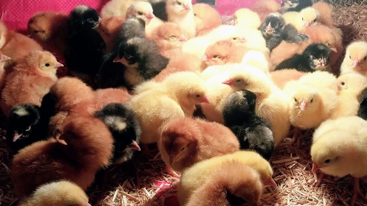 استقبال دفعة جديدة من الكتاكيت الجميزة والساسو والابيض