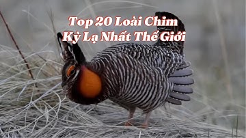 20 Loài Chim Kỳ Dị Nhất Hành Tinh – Số 5 Sẽ Khiến Bạn Sốc!