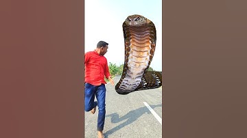 Anaconda snake in real life P94#shorts #short #snake #nagin #python #anaconda #snakes #bigsnake