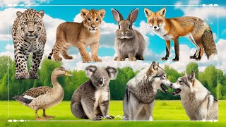 Sound Of Cute Animals, Familiar Animal: Lion, Rabbit, Fox, Leopard, Goose, Koala & Wolf - Happy Farm by Wild Animals 4K 6,672 views 3 weeks ago 32 minutes