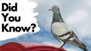 Things you need to know about PIGEONS!