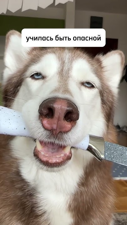 день моей собаки🐶 #ласка_холодок #husky #dog #собака #siberianhusky # ...