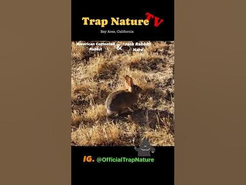 American Cottontail rabbit vs Jackrabbit/ hare . #trapnature - YouTube