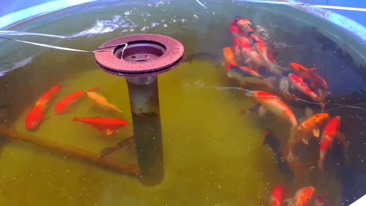 COMO CRIAR CARPAS EM CAIXA D'AGUA PT. 2