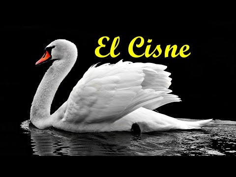 Video: Cisne mudo: descripción, hábitat y foto