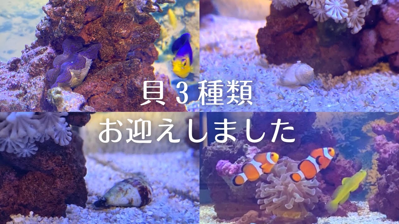 【海水魚水槽】貝を3種類お迎えしたのに...