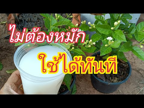 วีดีโอ: เวลาใส่ปุ๋ยดอกมะลิ - จะให้อาหารต้นมะลิอย่างไรและอย่างไร
