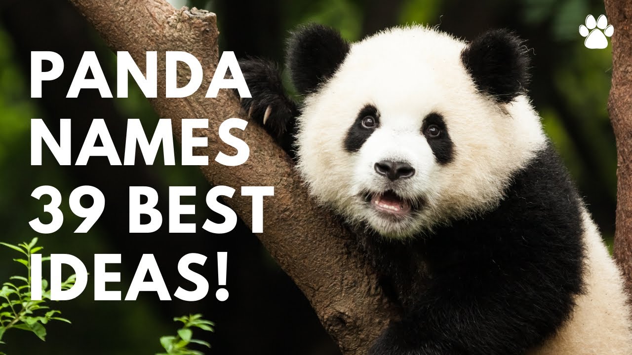 Hey Pandas, What Are Your Favorite Nicknames? (Closed)