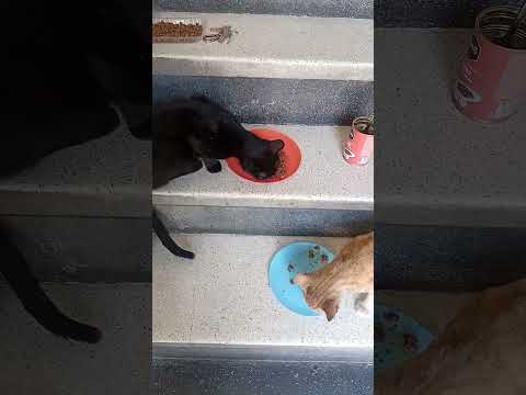 زيتونة مع Le Roux تبعوني في الدروج الجوع قهار 