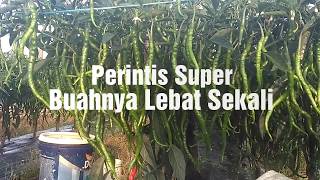 Cabe Perintis Super Berbuah lebat, Berkah Pupuk Organik