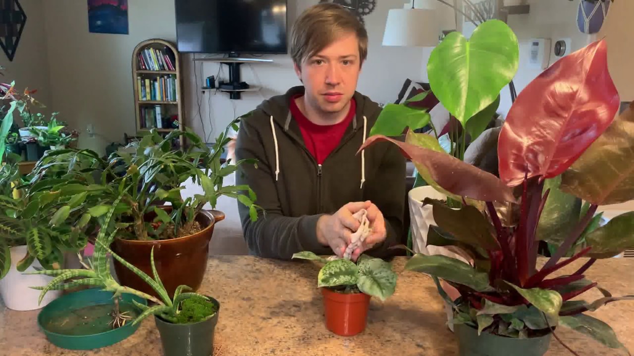 Cleaning Indoor Houseplant Leaves for Better Growth YouTube
