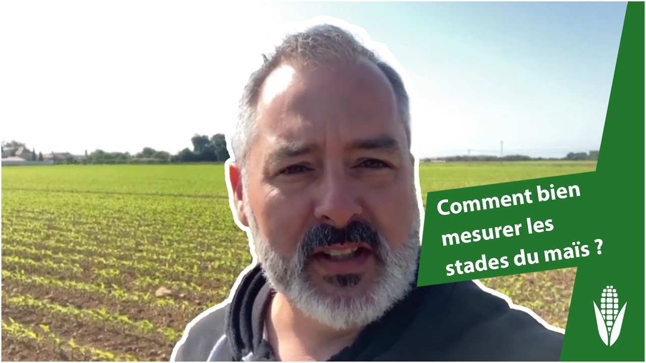 Feuilles visibles / déployées / ligulées : comment bien mesurer les stades du maïs ?