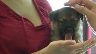 Onslow Co. Animal Shelter at full capacity days before their semi-annual pet adoption event