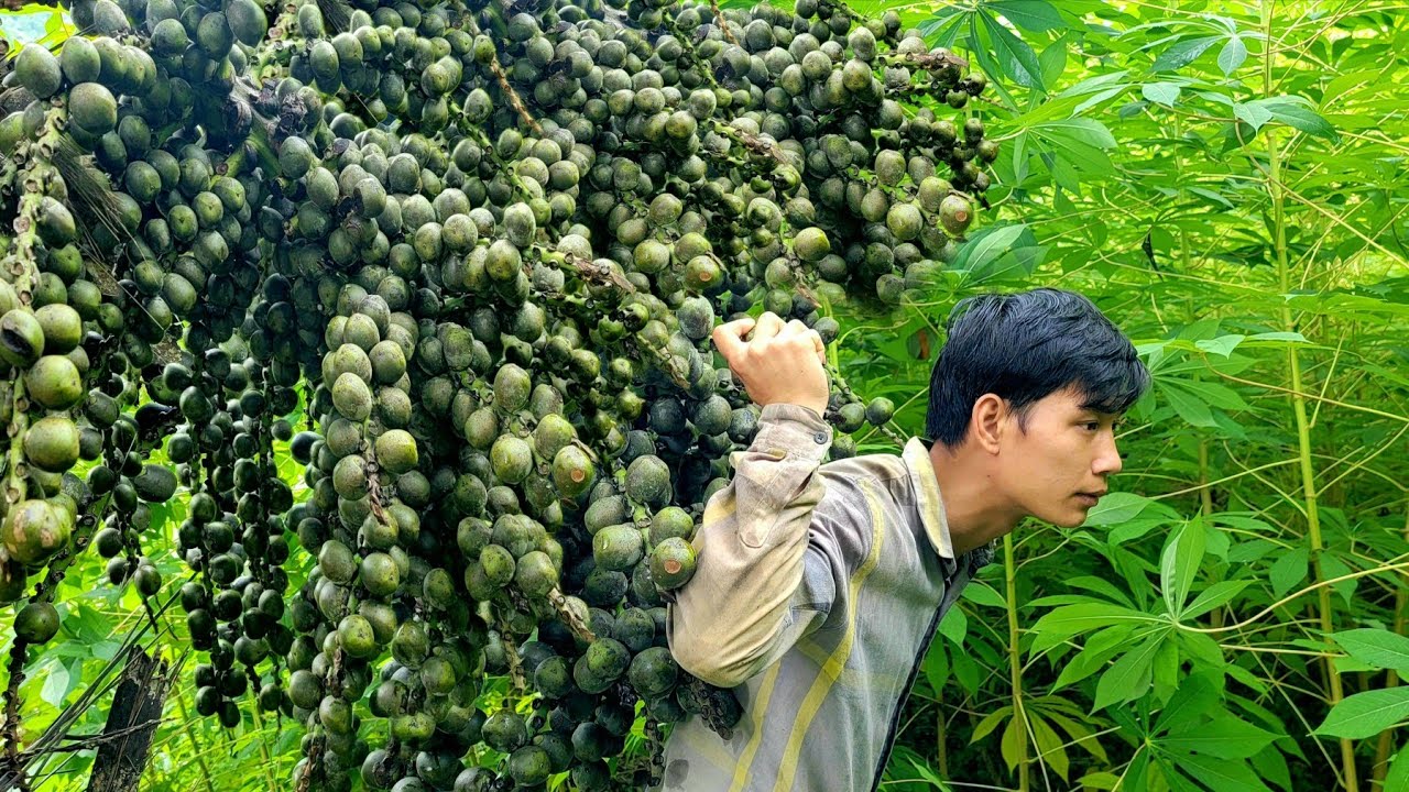Harvesting wild fruits: Peeling process Taking seeds Bringing to market to sell | Triệu Văn Tính