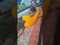 Viralpost Goodnight Bhojpurisong Viralpostvideos Viralhog BossHitsBhojpuri Iamneetubisht