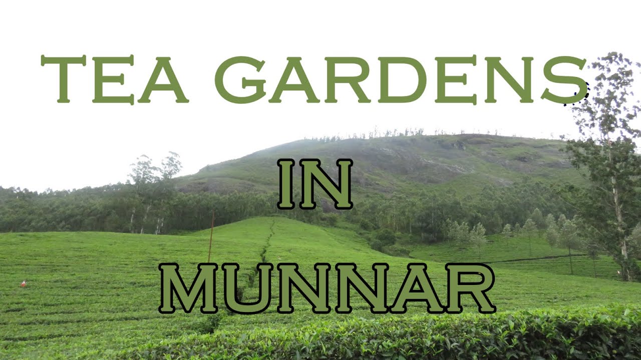 Tea Gardens in Munnar | The World's best and renowned Tea Estates