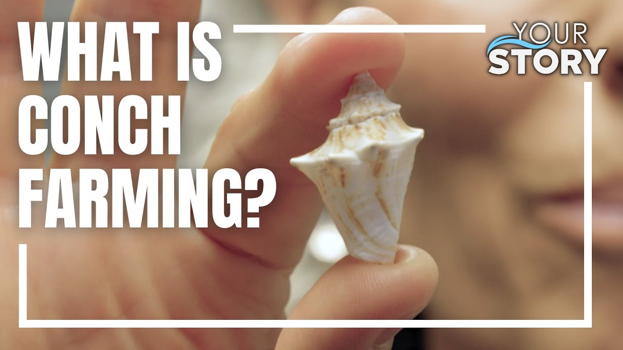 Restoring the Queen Conch with FAU's Queen Conch Lab | Your Story - YouTube