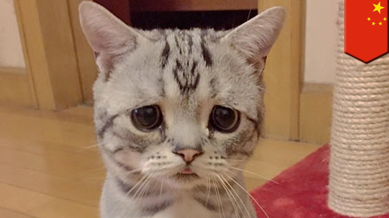 Kucing Berwajah Paling Menyedihkan Di Dunia Tomonews Youtube